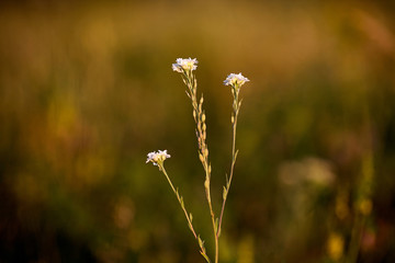Wildflowers at sunset.