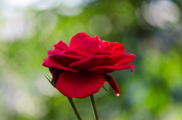 Beautiful red rose