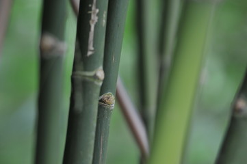 bamboo forest, bamboo background