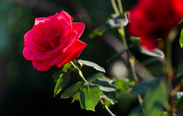 Beautiful red roses