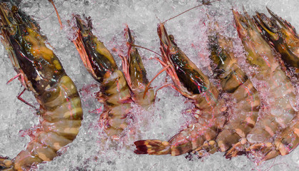 Sea Tiger Prawns stacked on tray with Ice. Fresh Seafood concept