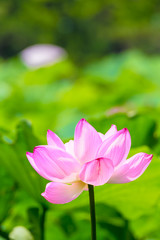The Lotus Flower.Background is the lotus leaf.Shooting location is Yokohama, Kanagawa Prefecture Japan.