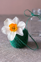 Narcissus flower in a tangle of green linen thread. Conceptual image.