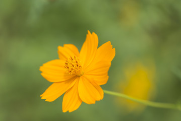 Yellow cosmos flower In the tropical garden.