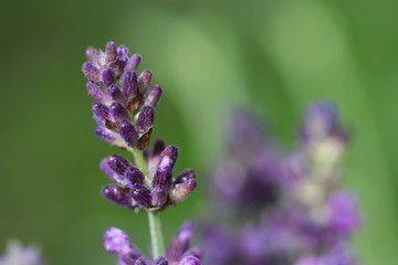 Detailaufnahme einer echten Lavendel-Blüte