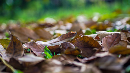 brown color of dry leaves on the forest ground