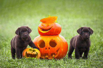 Labrador puppies stand next to a pumpkin, Halloween
