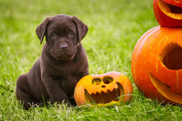 Puppy labrador sitting next to a pumpkin, halloween