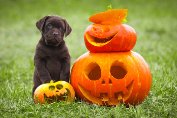 Puppy Labrador Posing With Halloween Pumpkin Symbol