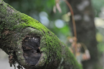 Green moss on the tree, defocused bokeh background