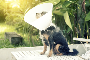 Dog sick with a collar.