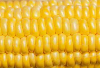 corn background