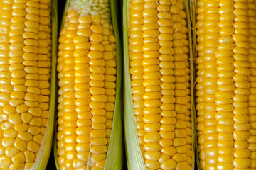 corn background