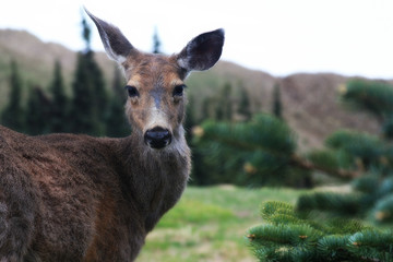 Wildlife Deer Eye Contact