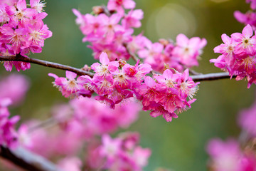 Beautiful delicate pink flowers on Millennium Cherry tree - hybrid from the Wild Cherry Prunus avlum