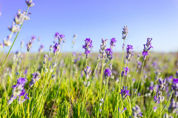 Lavender plants growing in a field
