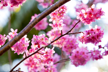 Beautiful delicate pink flowers on Millennium Cherry tree - hybrid from the Wild Cherry Prunus avlum