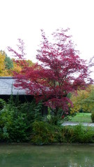 Bäume mit Herbstfärbung im Englischen Garten in München