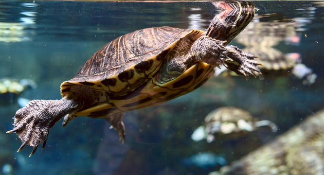 Turtle swimming in an aquarium
