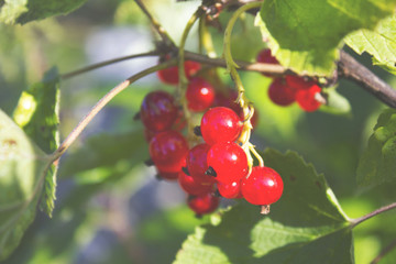 Cluster of a red currant on a branch