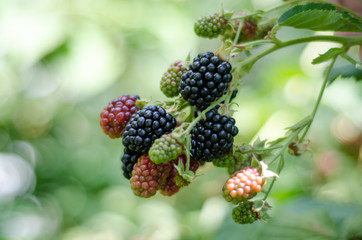 Blackberry on a branch