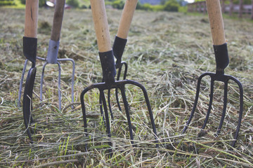 forks stuck in the ground on the field with hay