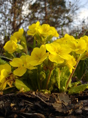 Small yellow flowers on the garden plot