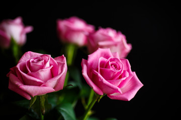 Beautiful pink rose