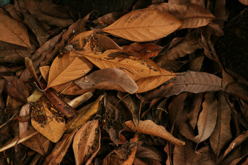background texture of brown dry leaves scattered in garden