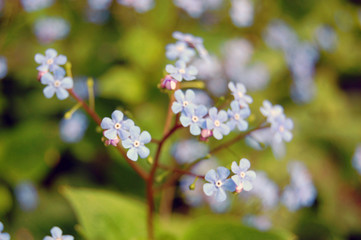 Background of forget me not flowers
