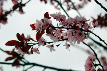 Beautiful pink spring flowers