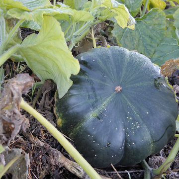 bient&ocirc;t l'automne, mangez des courges !