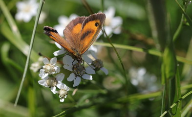 männlicher rostbindiger Samtfalter auf weißer Schafgarbe