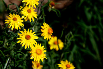 Golden Everlasting Daisy - Asteraceae Xerochrysum bracteatum - yellow flowers with orange centre