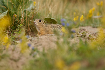 Naklejka na ściany i meble Common ground squirrel on blooming meadow. European suslik. Spermophilus citellus. Wildlife animal in the nature habitat. Little park in the middle of the rush city.