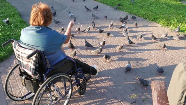 Disabled feeding pegions. The backview of a woman who is unable to walk sitting in the wheelchear givng bread to birds. 