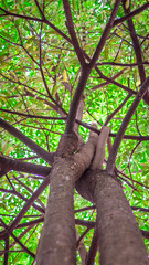 green tree canopy