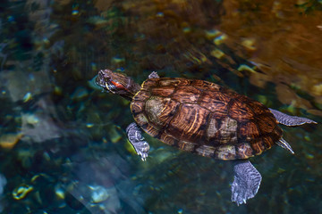 Turtle swimming in an aquarium