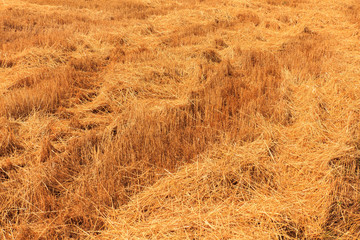 Yellow wheat field after harvesting