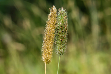 Close-up plant of grain with blurred background