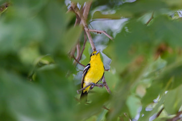 Asian Golden Oriole On Branch Of Big Tree In The Ayutthaya Historical Park, Thailand.