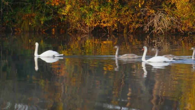 A family of white swans swims along the autumn lake
