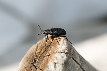 Beetle grinder
