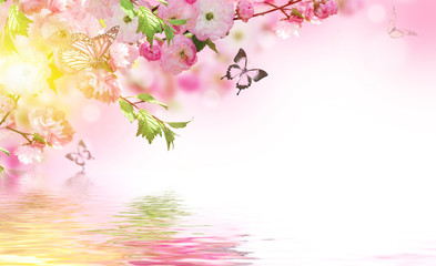 Flowers background with amazing spring sakura with butterflies. Flowers of cherries.