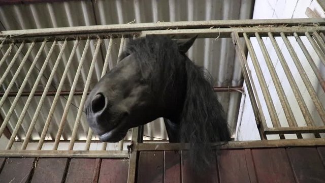 Museau d'un cheval .  Narines en gros plan.