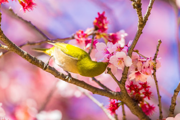 The Japanese White-eye and cherry blossoms. Located in Tokyo Prefecture Japan.
