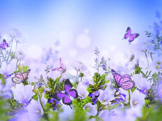 Amazing field bells and daisies, floral background with butterflies. Flowers in the wild. - 165525668