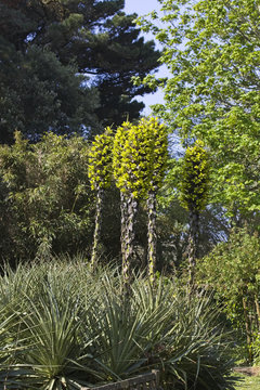 Puya chilensis flowering, Carreg Dhu Gardens, St Mary's, Isles of Scilly, England, UK.