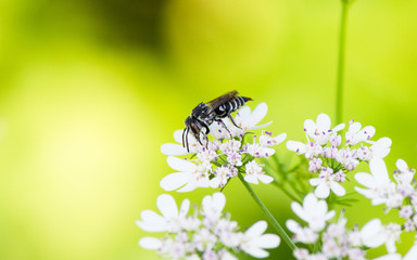 A bee collects pollen from flower