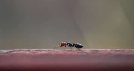 Little ant walking, closeup and macro photography